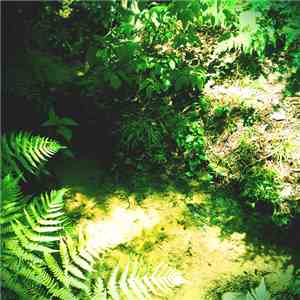 Coppice Halifax - Jel Gun flac album