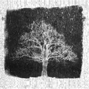 Midlake - Roscoe (Beyond The Wizard Sleeve Re:animation) flac album