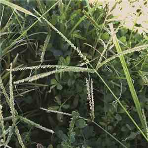 Pie Eye Collective - Bermudagrass flac album