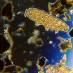 ps - Never Step On Moss Again flac album