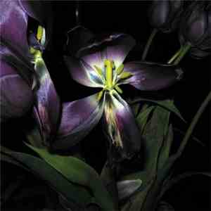 Exquisite Russian Brides - Heavenly Flowers Of Spring flac album