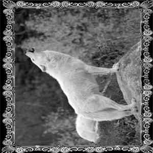 Wolves Eyes - Beneath The Banners Of The Elders flac album