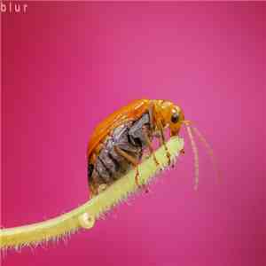 Caramel Smooth Heaven - Blur flac album