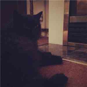 Escape  - feline flac album