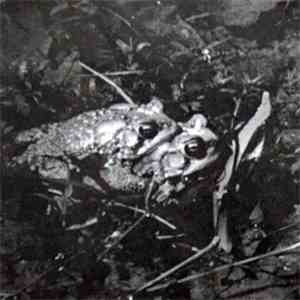 Mike Shiflet - With Frogs flac album
