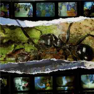 Visitation - Everything Is On The Point Of Decline flac album