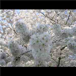Infinity Girls - Cherry Blossoms And Snow Fall Almost Simultaneously On Our Street flac album