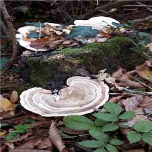 Bruising Pattern - Traditional Mycology flac album