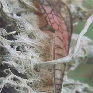 Aglaia - Naked Movements flac album