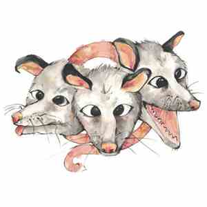 Opossums - Opposums flac album