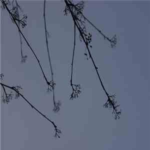 Jacob Newman - Spring Dusk flac album