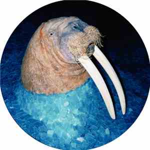 Tross  - The Walrus EP flac album