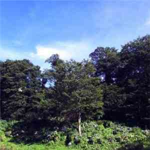 Various - The Silence Was Warm Vol.4 flac album