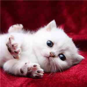 Your Heart Breaks - Kittens flac album
