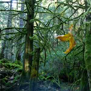 Kurva Choir - Understory flac album