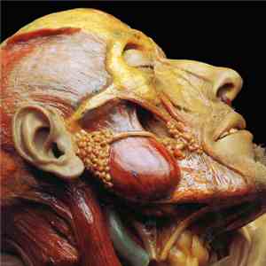 Lymphatic Phlegm - Show-Off Cadavers - The Anatomy Of Self Display flac album