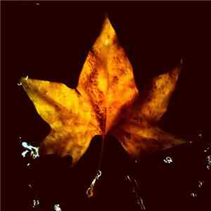 BeStrass - Transition flac album