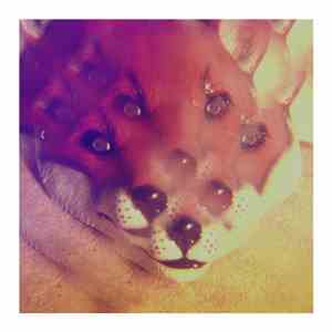 The Golden Filter - Solid Gold (Remixes) flac album