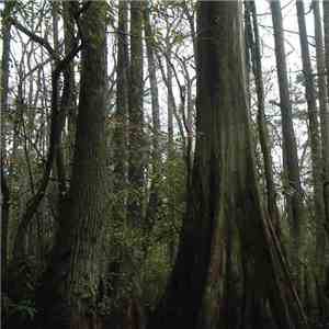 Thou  / Leech  - We Pass Like Night, From Land To Land flac album
