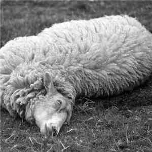 Dead Sheep - The First Day Of Other Li(v)es flac album