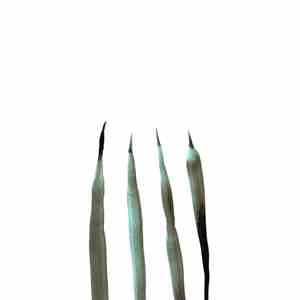 Gaiser - Flashed flac album