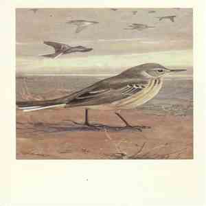 No Artist - American (Water) Pipit flac album