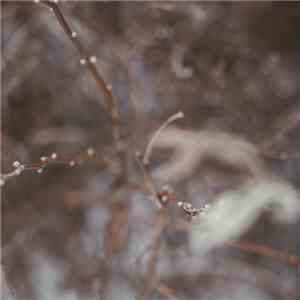 Gallery Six - Snow Light flac album